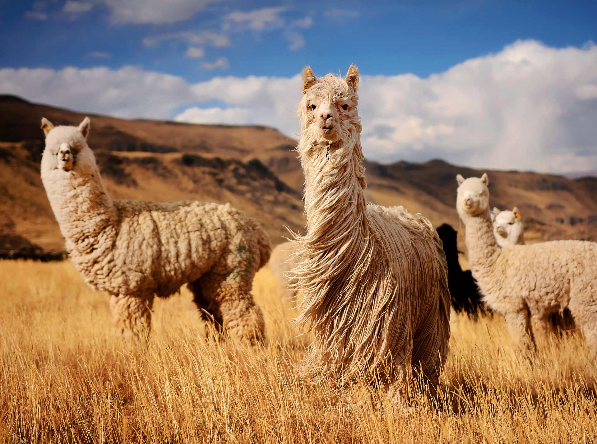 Lamas | Tatzmania Löffingen